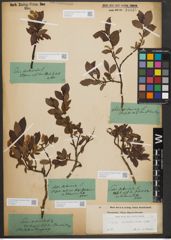 Foto von Salix waldsteiniana Willd.